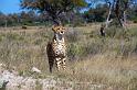 20090615_133343 D3 (1) X1